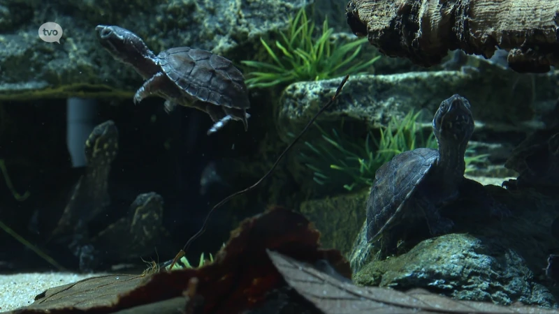 Kindje haalt 15 waterschildpadden uit aquarium: winkel vraagt ouders om goed op te letten op hun kroost