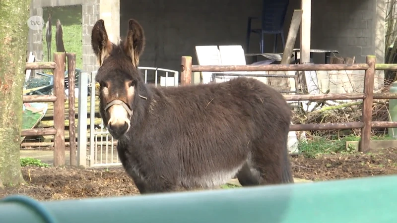 Hoofdafbeelding voor artikel Oost-Vlaamse asielen kunnen…