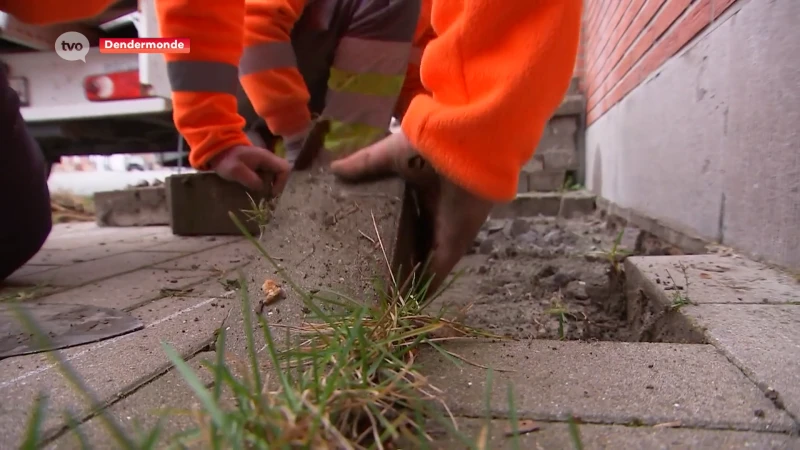 Kroont Dendermonde zich tot Vlaams kampioen tegelwippen?