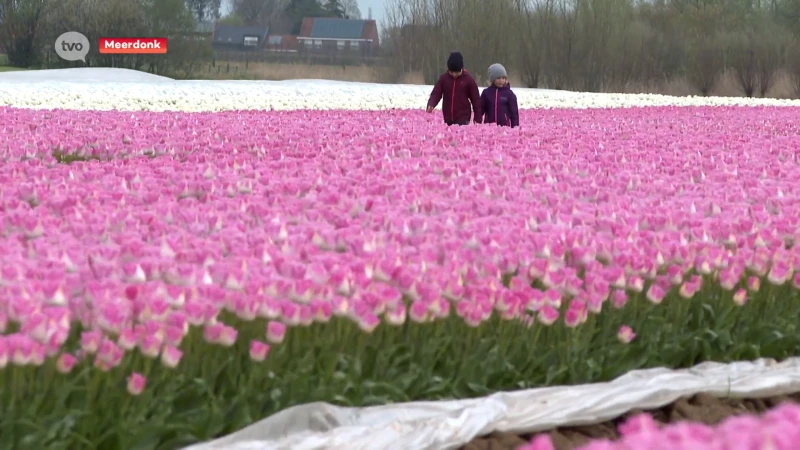 Kleurrijke tulpen in Meerdonkse velden lokken opnieuw tientallen kijklustigen: "Kijken mag, aankomen niet!"
