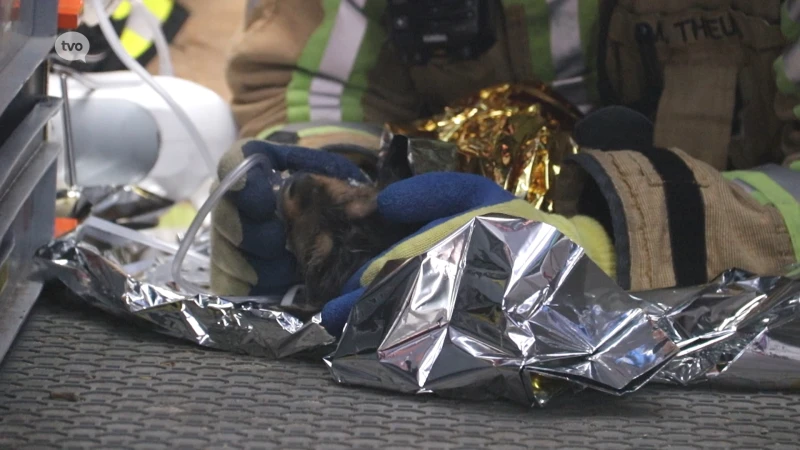 Brandweerman ontfermt zich over hondje na chaletbrand in Overmere