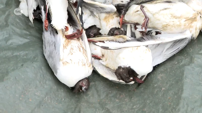 Vogelgriep blijft hard toeslaan in natuurgebied Groot Molsbroek in Lokeren