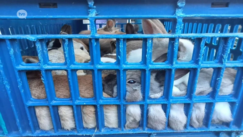 Konijnenhof Stekene ontfermt zich over 30 gedumpte konijntjes en pleit voor castratieplicht: "Ze zeggen niet voor niets kweken als konijnen"