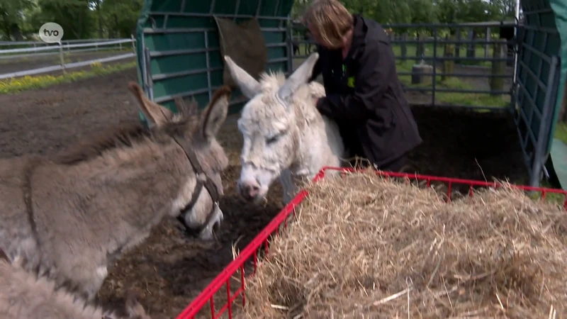 Oost-Vlaamse paarden- en ezelsopvangcentrum op zoek naar extra middelen met theaterverhaal