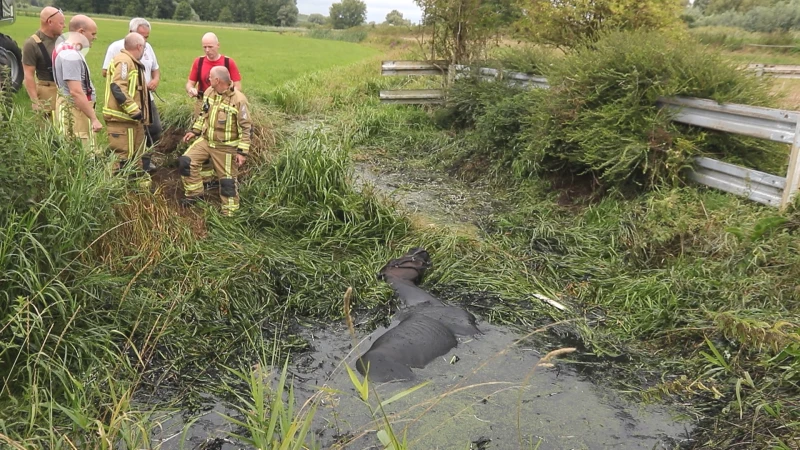 Hulpdiensten redden paard uit modderpoel in Waasmunster