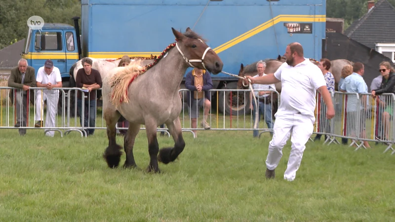 Trekpaarden in Meldert zetten tweede dag in van oogst -en folklorefeest De Pikkeling