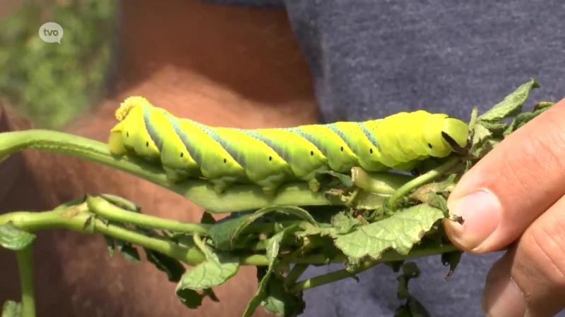 Zeldzame rups van doodshoofdvlinder ontpopt op aardappelveld in Denderbelle