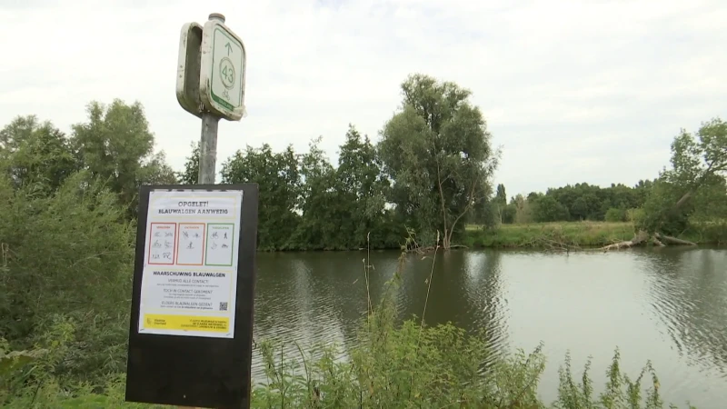 Ook blauwalgen op de Oude Durme in Hamme en Waasmunster