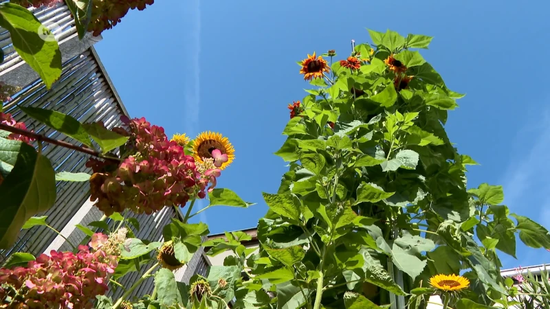 Zonnebloemen van Johnny uit Aalst breken alle records: "Bijna vijf meter hoog!"