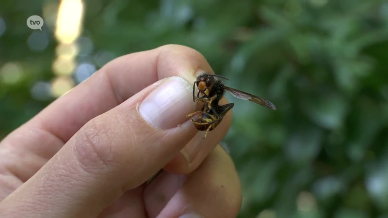 Man met spoed opgenomen na aanval van Aziatische hoornaars in Hamme