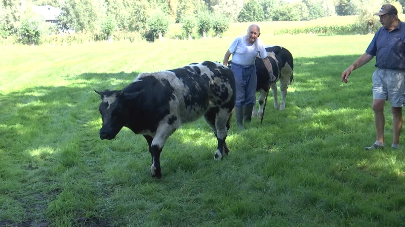 Koe sterft aan zware verwondingen in Sinaai, veehouder vreest voor een wolf