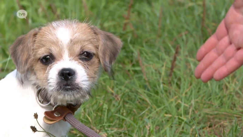 Pup gedumpt in recyclagepark in Aalst: "Pepper is gered van een gruwelijke dood"