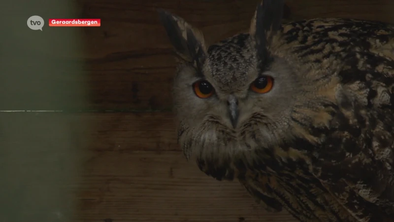 Europese oehoe aan opmars bezig in de regio, merkt SOS Wilde Dieren in Geraardsbergen