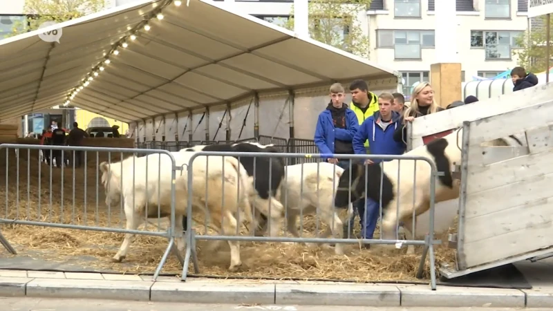 Toch jaarmarkt met dieren in Sint-Lievens-Houtem; er is een oplossing