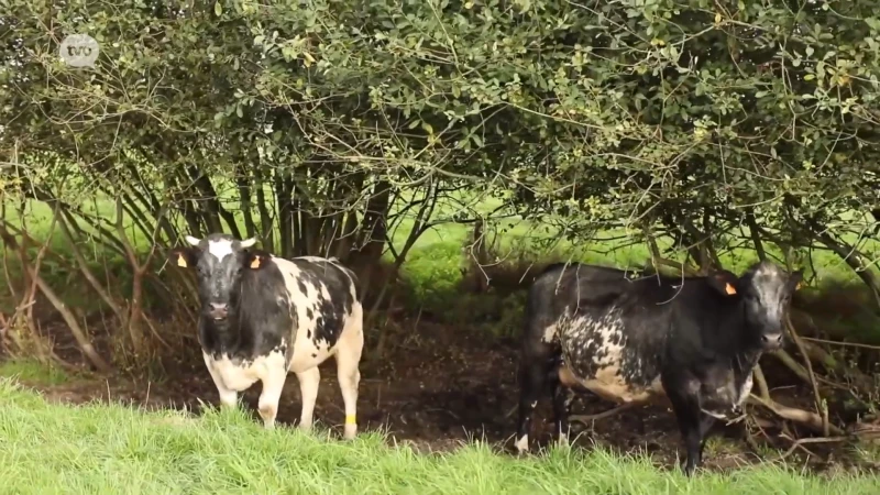 De 'mooiste koeienweide’ van het jaar is van bioboerderij Rooms-Kusé in Laarne