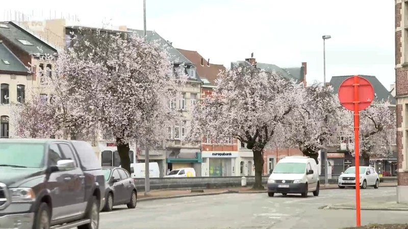 Nieuwe Japanse sierkersbomen moeten iconische kerselaars in Dendermonde vervangen