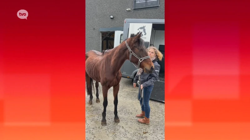 Politie en dierenwelzijnsorganisatie treffen verwaarloosde paarden en pony's aan in Zele