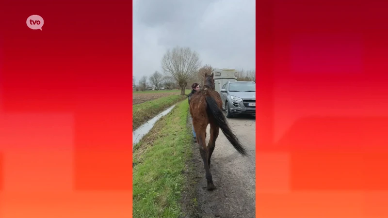 Politie en 'Animaux en Péril' treffen verwaarloosde paarden en pony's aan in Zele