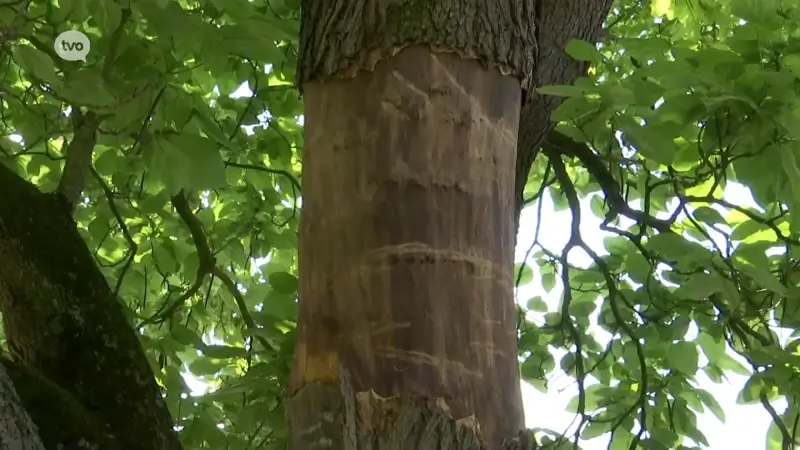 Vijftig jaar oude trompetboom overleeft mogelijk beschadiging door vandalen niet