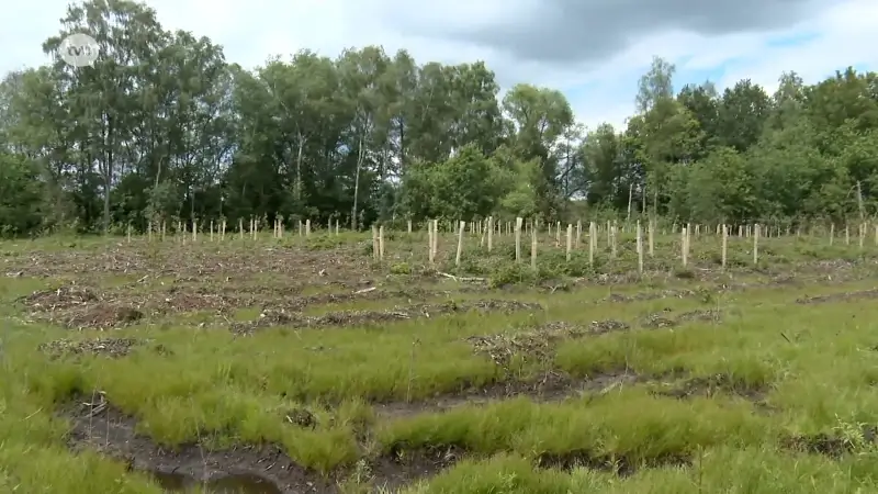 Meer dan 64 hectare Wase bossen gered van de ondergang