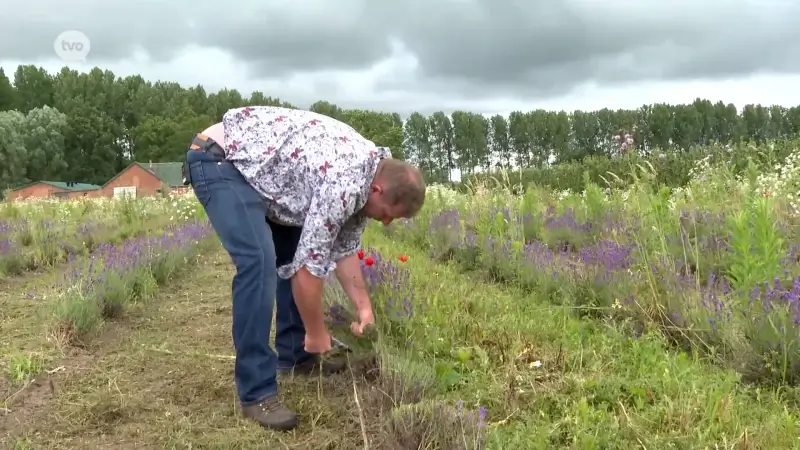 Rampjaar voor Wase lavendeloogst: na 8 regenmaanden overleeft amper 1 op de 3 plantjes