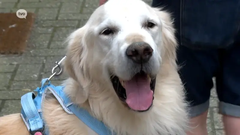 Hondenhotel in Temse meer dan volgeboekt, plaatsen voor vakantieopvang zijn beperkt