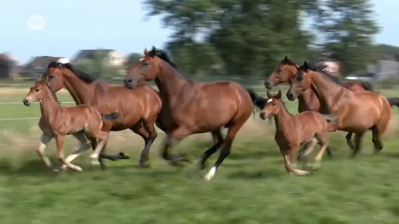 Zes Wase paarden doen volgende week mee aan de Olympische Spelen in Parijs