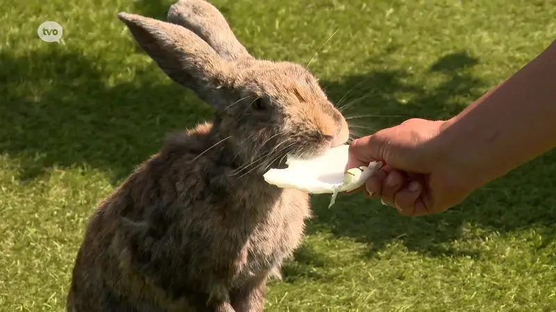 Dierenasiel Het Konijnenhof in Stekene is dringend op zoek naar een nieuw onderdak