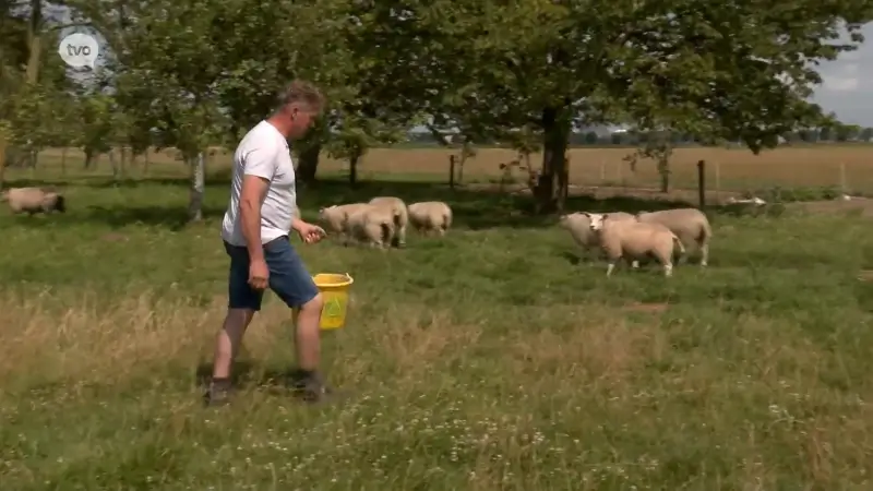 Veetelers bezorgd om snelle opmars van blauwtongvirus