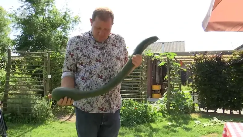 Bart Verelst uit Meerdonk kweekt courgette van 100 centimeter