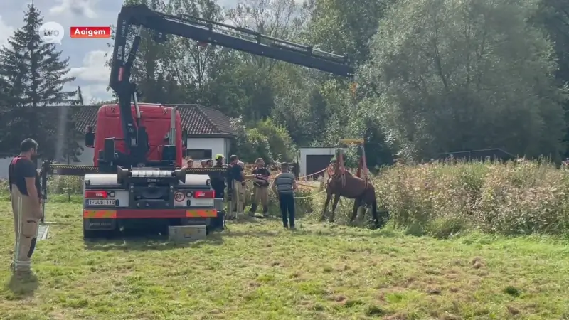 Kar en twee paarden in de gracht in Aaigem, brandweer snelt te hulp