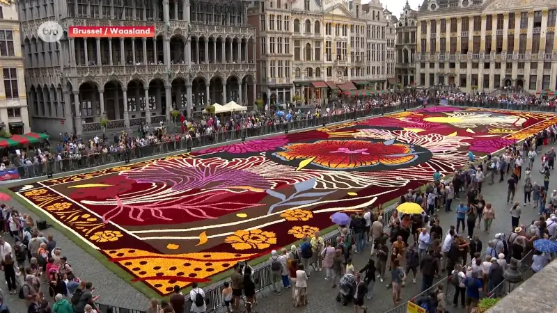 Bloementapijt Brussel is van Wase makelij, nog tot zondag honderdduizenden bloemen