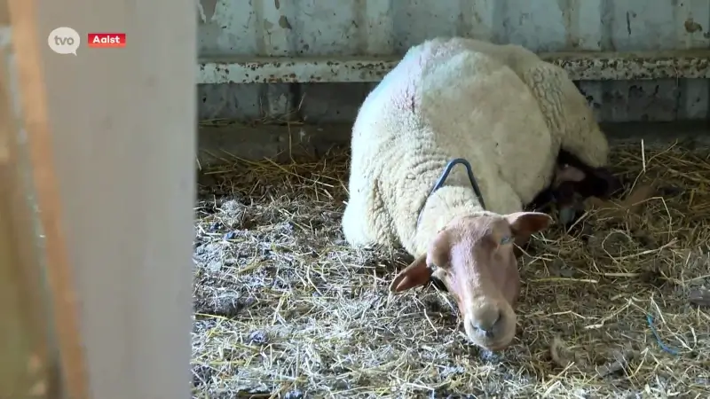 Herder uit Aalst verliest meer dan dertig schapen door blauwtongvirus