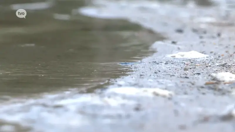 Opnieuw blauwalg in De Gavers: zwemmen verboden, toegang strand is gratis