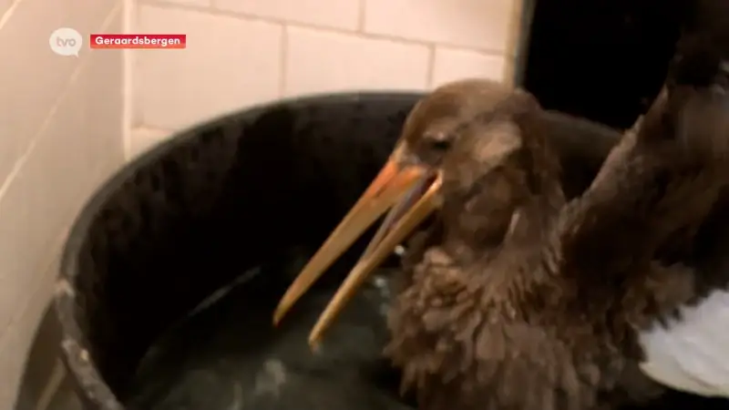 Zeldzame zwarte ooievaar krijgt de beste zorgen op werelddierendag in Geraardsbergen