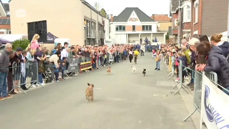 Appelterre viert 100ste folkloristische hondenkoers