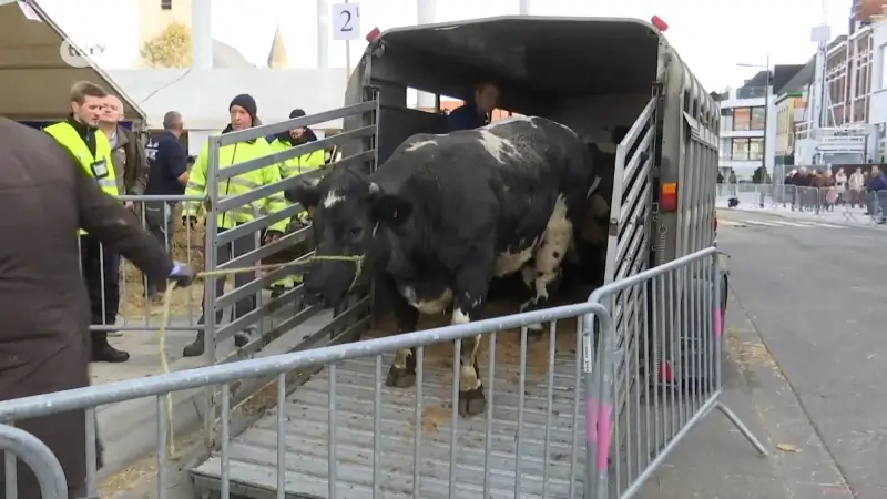 Sint-Lievens-Houtem is bijna klaar voor de Houtem Jaarmarkt: opnieuw drie dagen feest, folklore en veel dieren