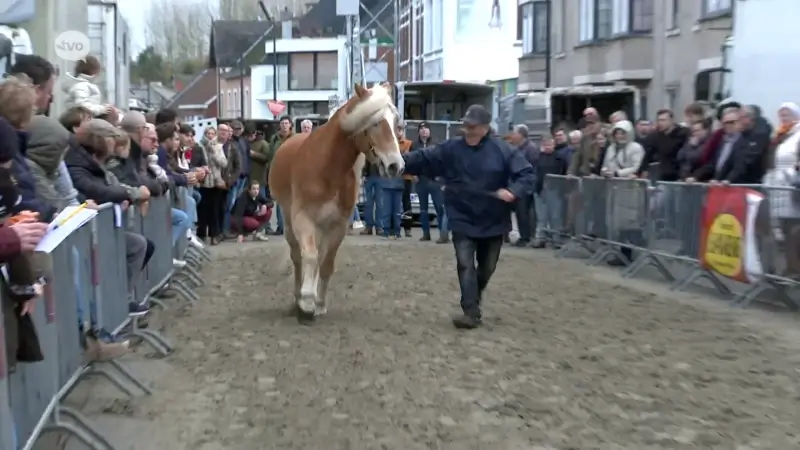 Jaarmarkt lokt duizenden bezoekers naar Sint-Lievens-Houtem: "De beesten, de kermis: dat vind je nergens anders"