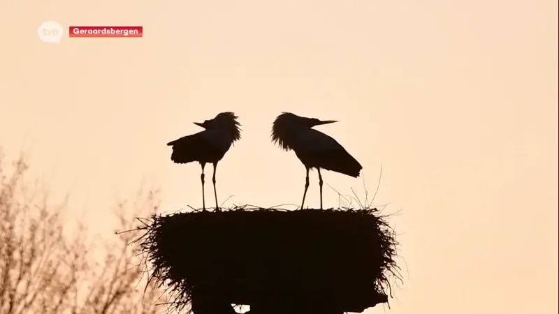 Toekomst Geraardsbergse ooievaars verzekerd, met komst drie nieuwe broedpalen