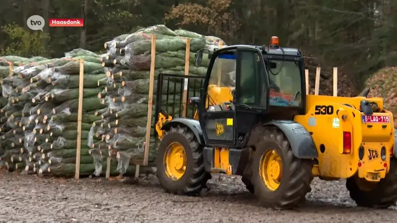 Verkoop van kerstbomen schiet al volop uit de startblokken, ook in Haasdonk