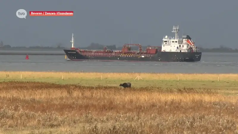 Mogelijk graasverbod in Verdronken Land van Saeftinghe betekent einde van het landschap dat er nu is