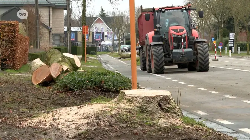 Eerste van 130 zieke bomen langsheen de N445 gekapt