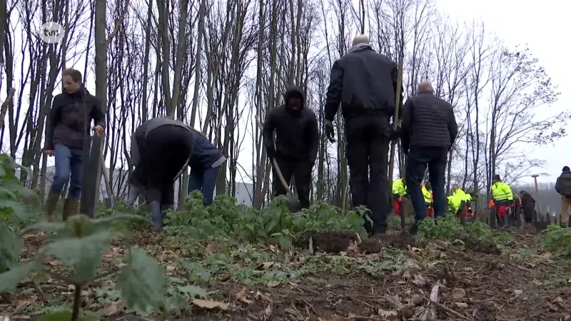 Groene zone rond Logisitiek Park Waasland krijgt 300 inheemse struiken