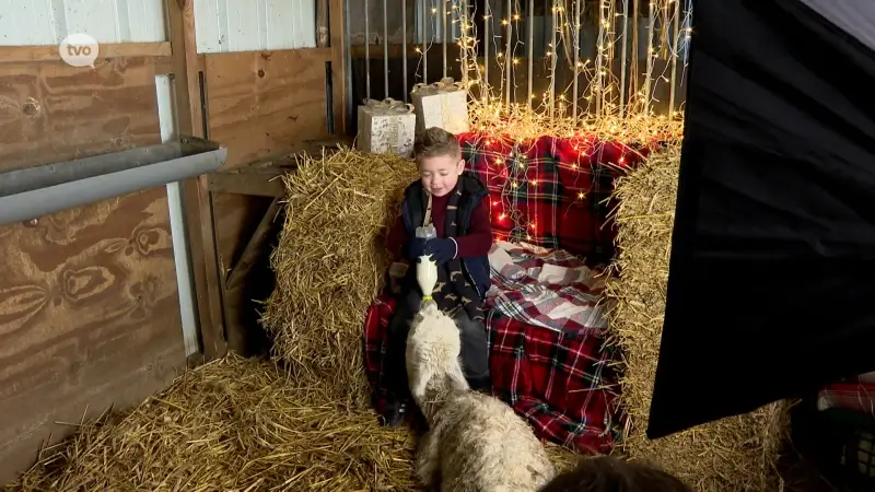 Kerstfotoshoots met alpaca's in Denderwindeke zijn schot in de roos: "Sta liever met dieren dan mensen op de foto"