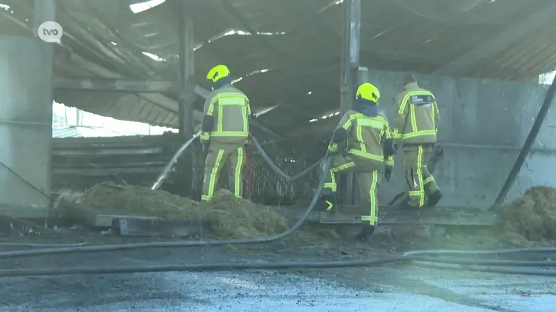 Vijftiental toppaarden sterven bij brand in fokkerij in Waasmunster: "Levenswerk in vlammen opgegaan"