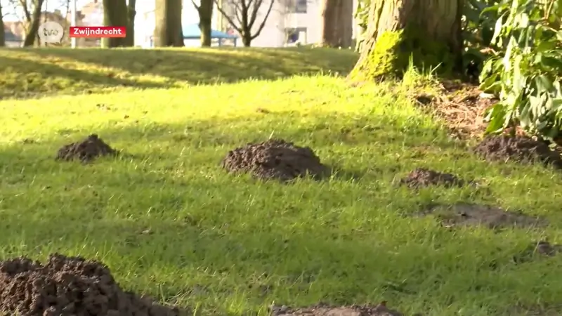 Vele molshopen in Wase gemeenten blijken eigenlijk rattenhopen te zijn