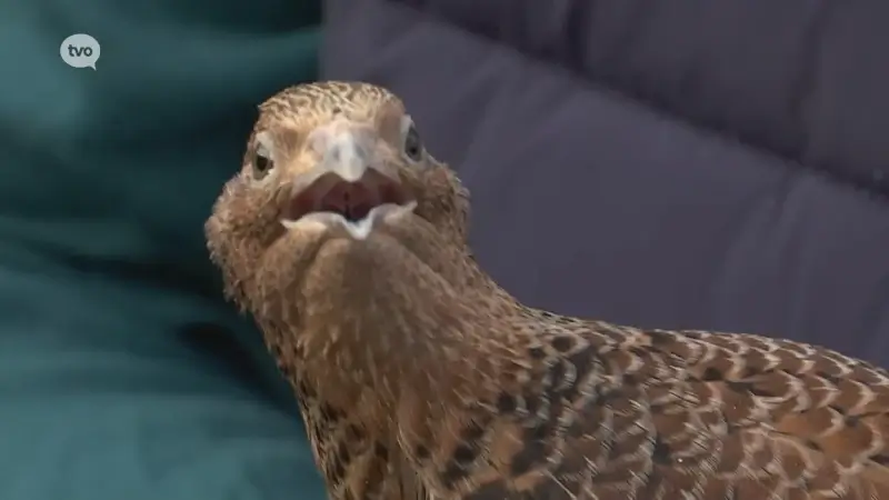 Ivan (75) uit De Klinge kaapt al sinds 1975 de ene na de andere wereldtitel weg met zijn siervogels