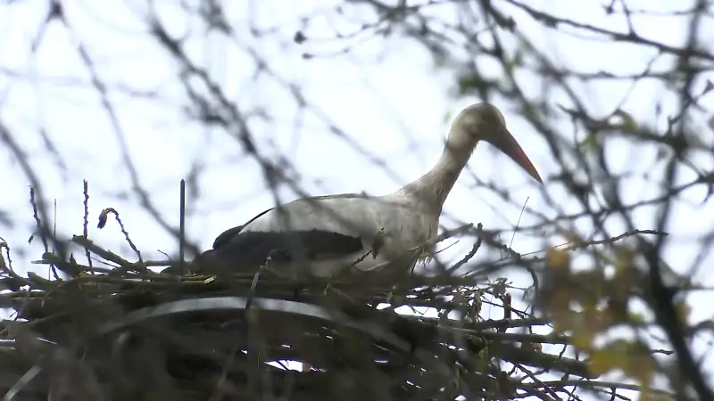 Natuurvereniging vzw Durme installeert kunstnesten om ooievaars en visarenden aan te trekken