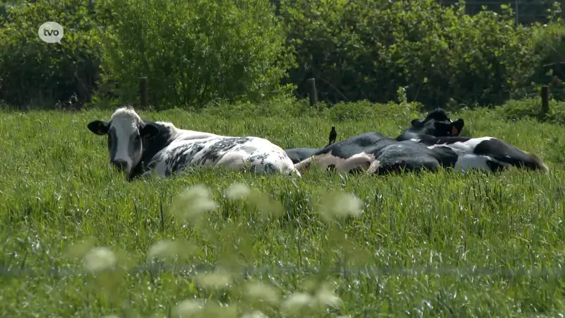 Boerenbond vraagt uitwerking van PFAS-herstelfonds voor noodlijdende veeboeren in Verdronken Land van Saeftinghe