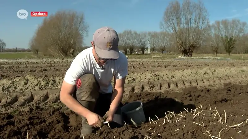 Eerste hopscheuten bij 20-jarige hopkweker Jelle in Opdorp: "Ruim twee weken later starten, is wel een economische uitdaging"